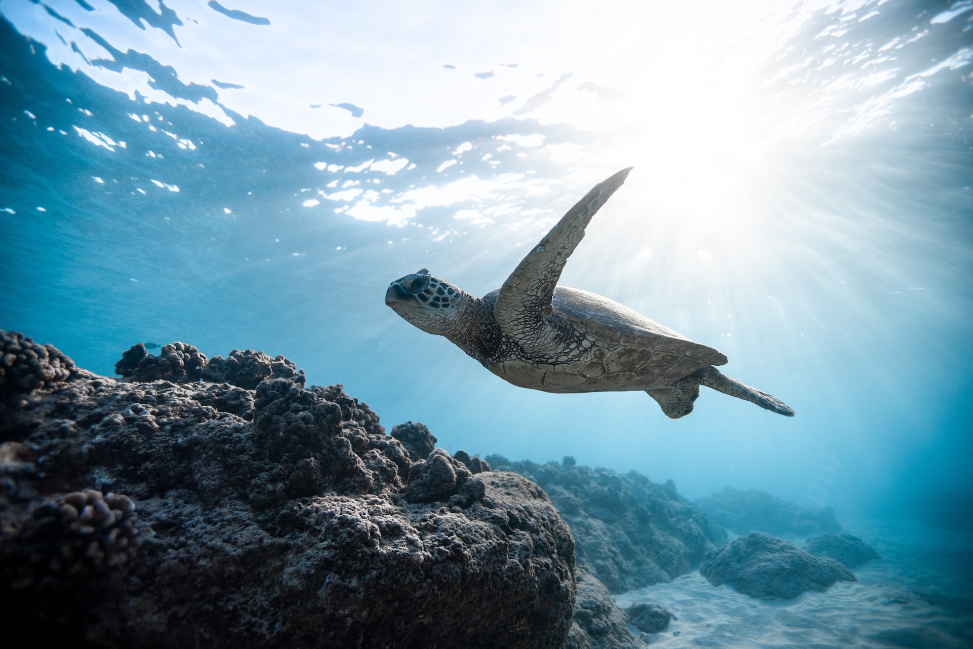 Aruba Wildlife