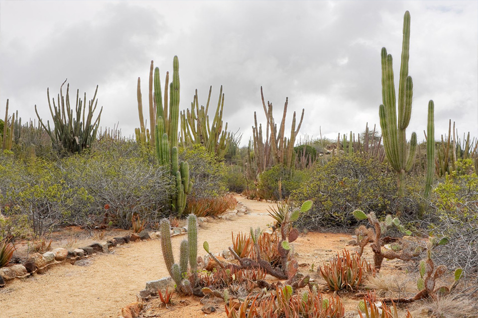 casiola easter in aruba arikok national park