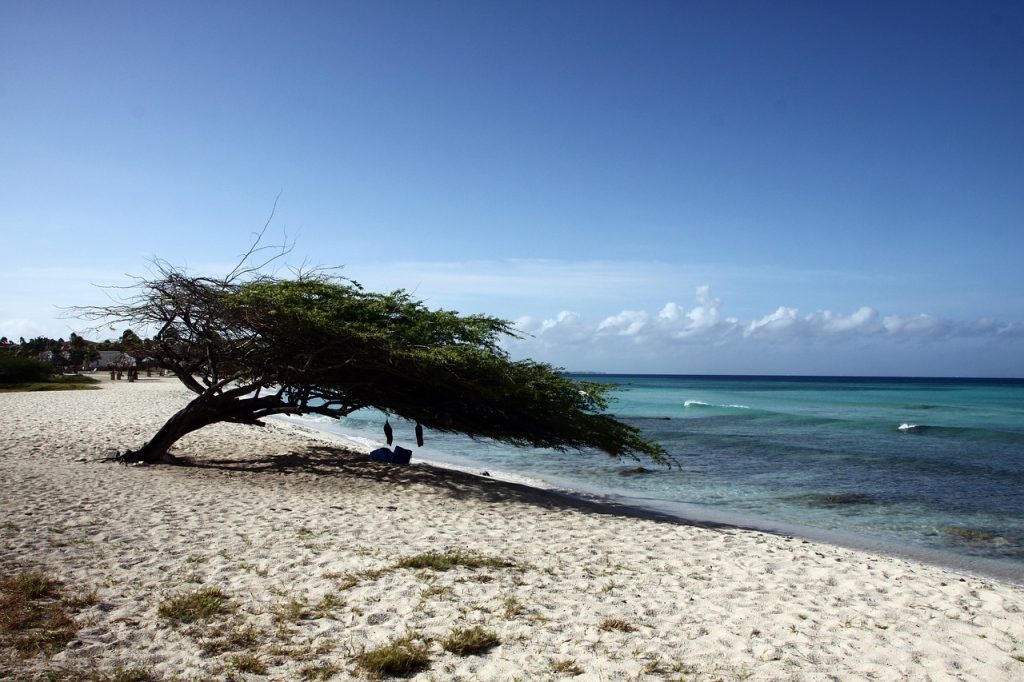 Tree on a beach on an Aruba Getaway