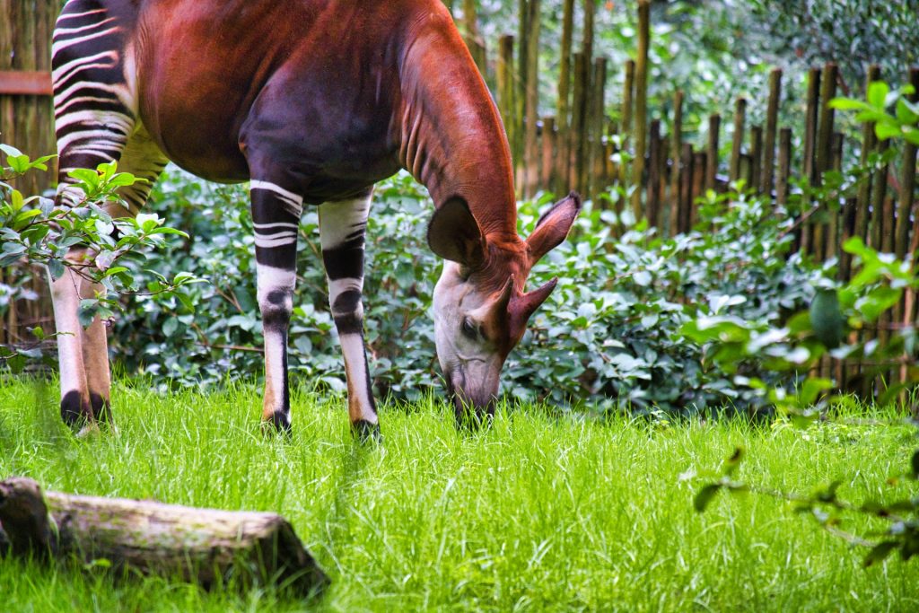 An Occapi in an Orlando Wildlife park