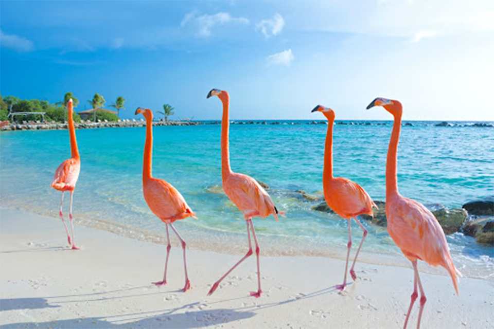 Aruba Flamingo