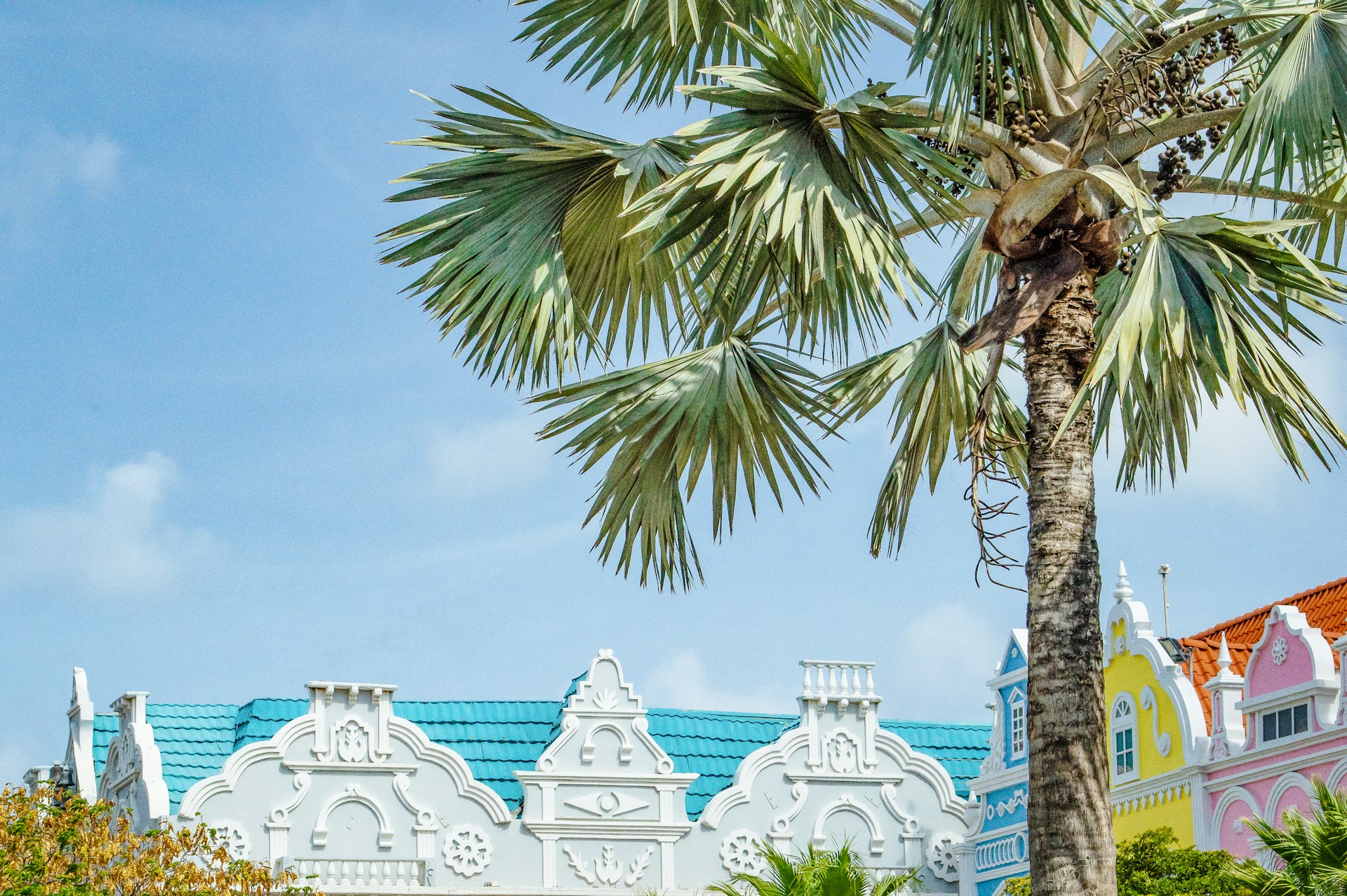 Aruba Palm Tree