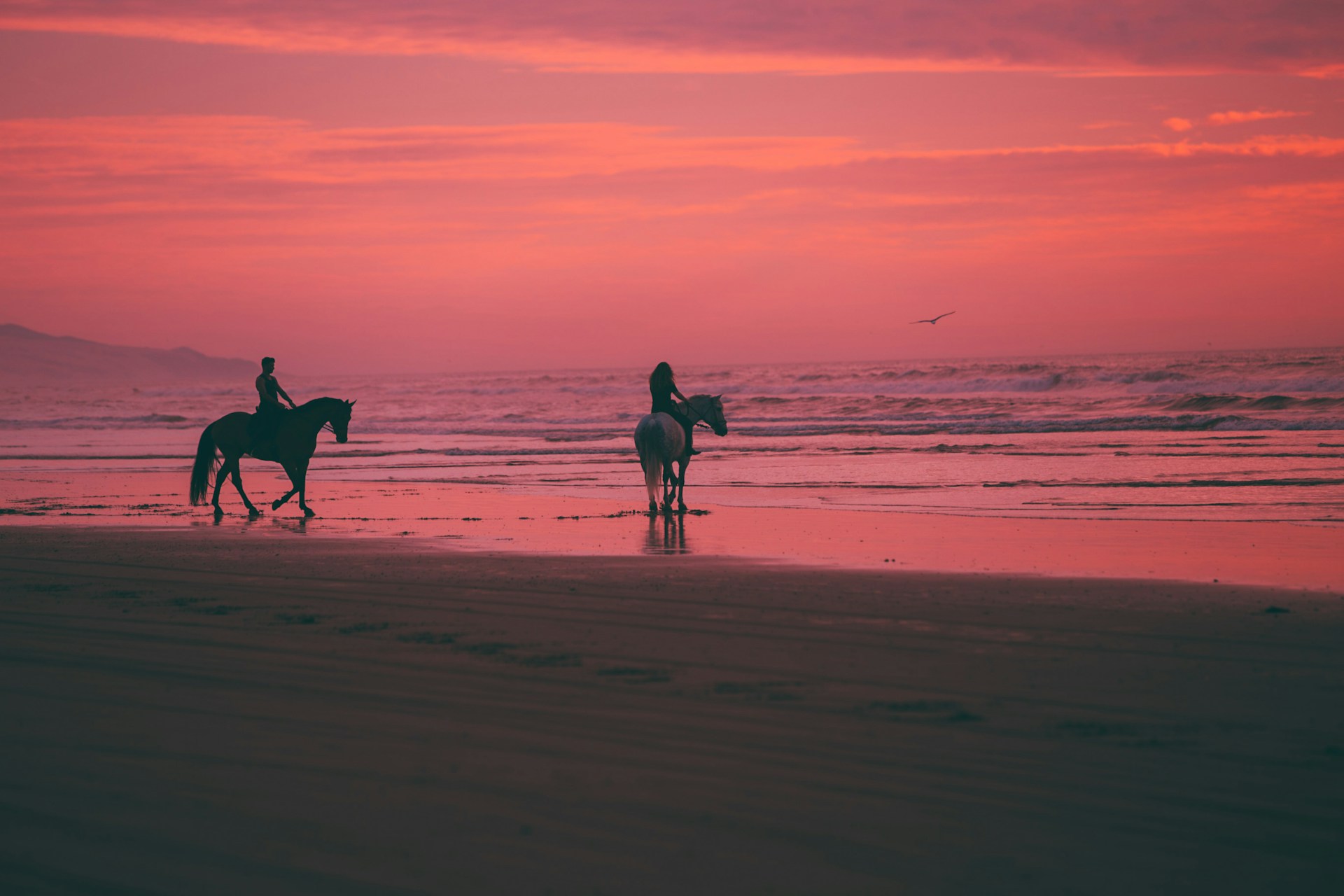 Aruba Horses