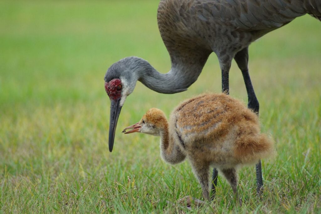 DWP sandhill cranes Hannah OMalley